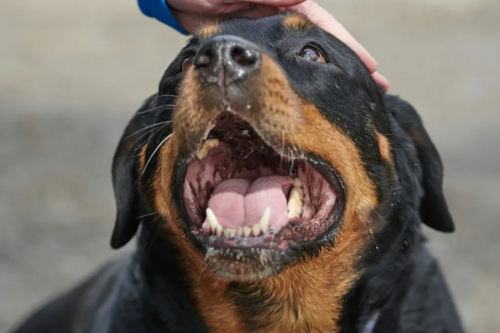Quick Help for Your Rottweiler's Joints: Winter Relief & Long-Term Solutions