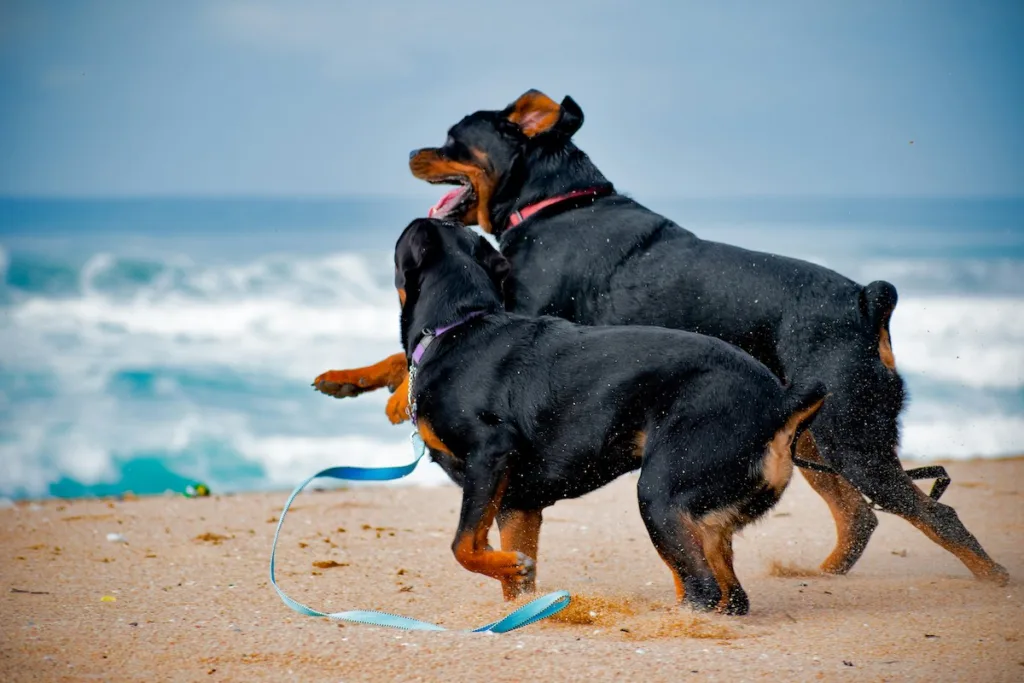 photo : Is the Rottweiler Right for Me? An Honest Guide from a Long-Time Owner