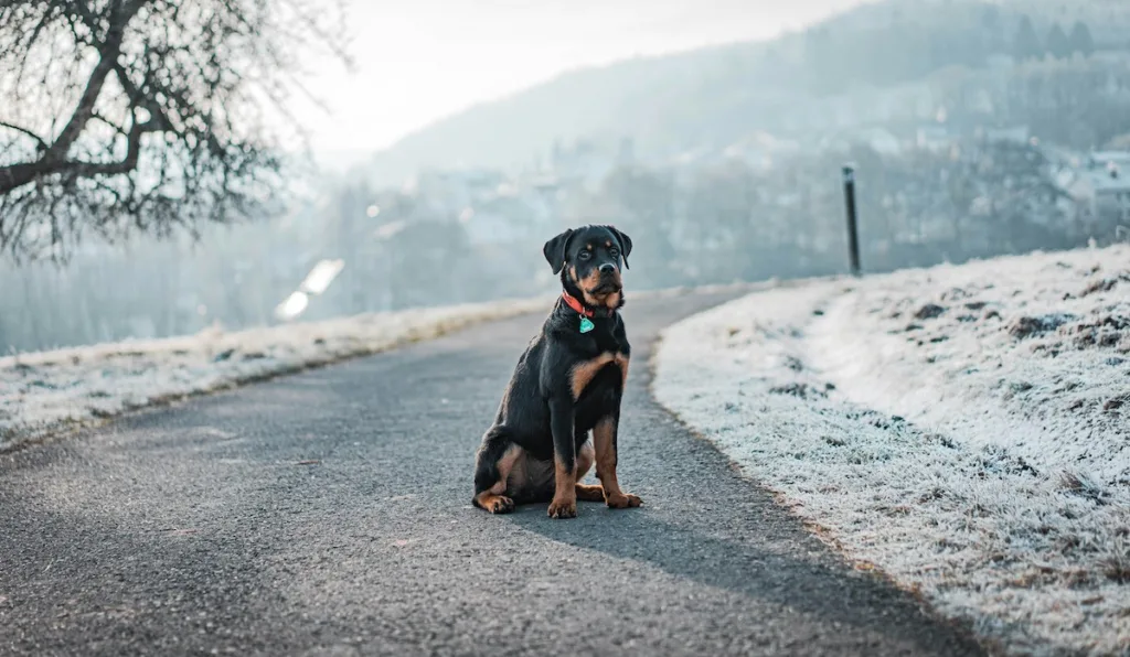 photo : Is the rottweiler right for me? FAQ