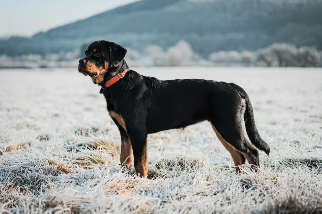 Comment protéger son Rottweiler du froid ? Guide complet pour l'hiver