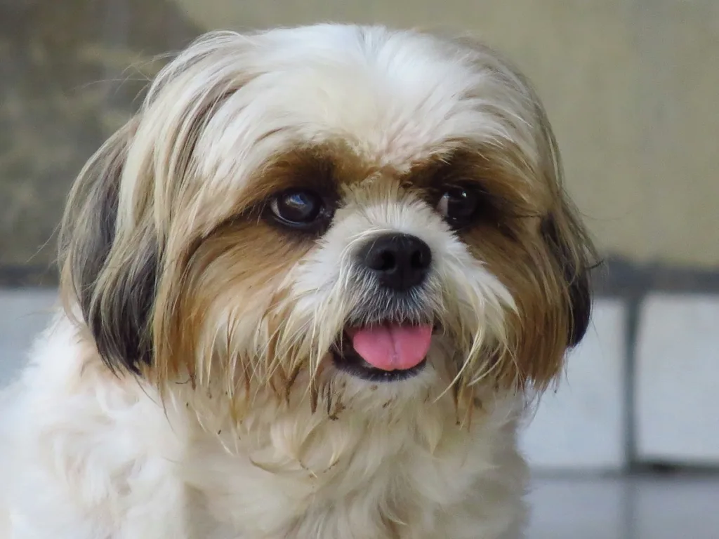 photo : Astuces Articulations Shih Tzu : 4 Étapes pour le Soulager cet Hiver