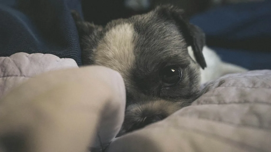 photo : Is the shih tzu right for me? FAQ