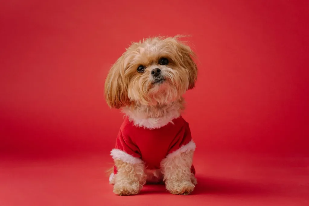 Méthodes pour protéger votre Shih Tzu du froid : guide complet