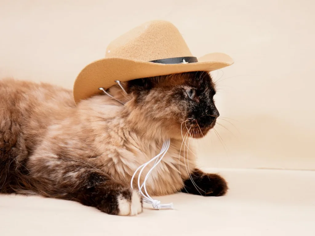 photo : Is the siamese right for me? Checklist