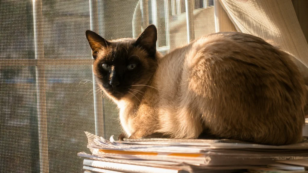 photo : Is the siamese right for me? FAQ