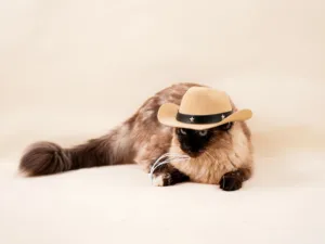 Siamese Cat – Personality, Care & Daily Needs