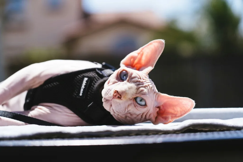 photo : Is the sphynx right for me? Checklist