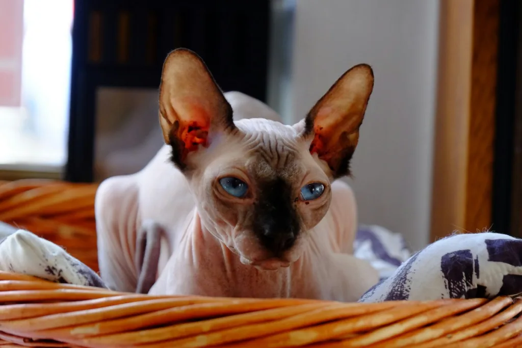 photo : Le sphynx est-il fait pour moi ?