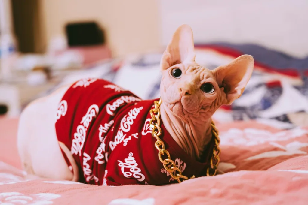 photo : Is the sphynx right for me? FAQ