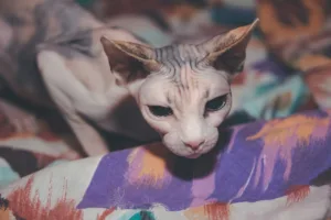 photo : Sphynx Cat – Skin Care, Grooming & Health