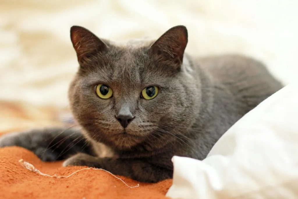 photo : Le chartreux est-il fait pour vous ? Check-list