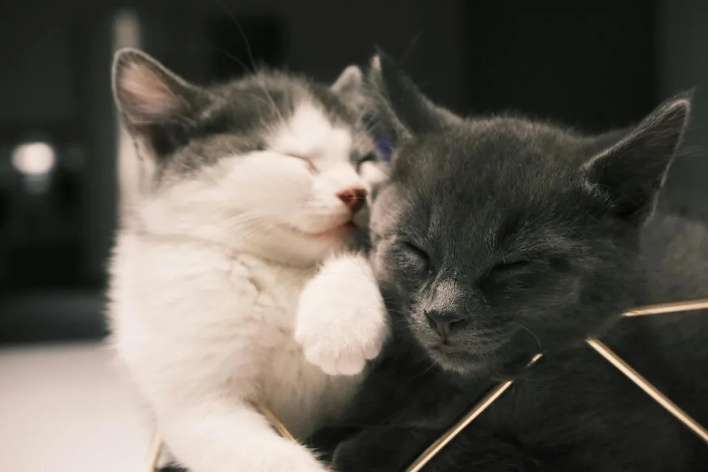 photo : Le chartreux est-il fait pour moi ? FAQ