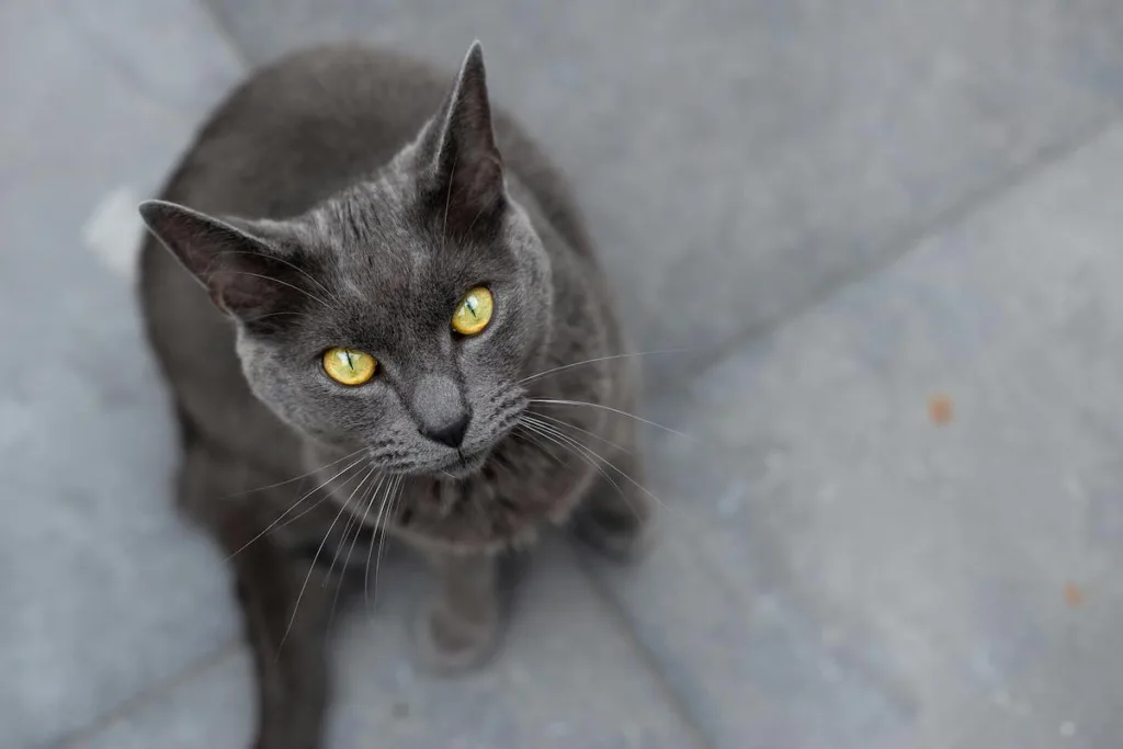 photo : Guide Complet du Comportement chez le Chartreux en Automne