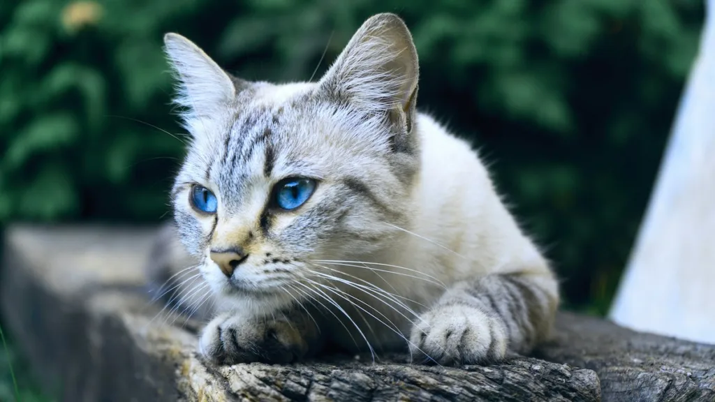 photo : Le bleu russe est-il fait pour moi ? FAQ