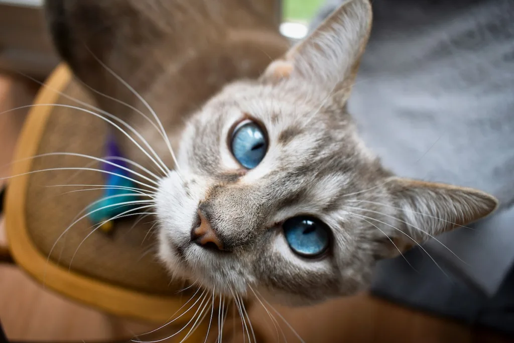 photo : Is the russian blue right for me? Checklist