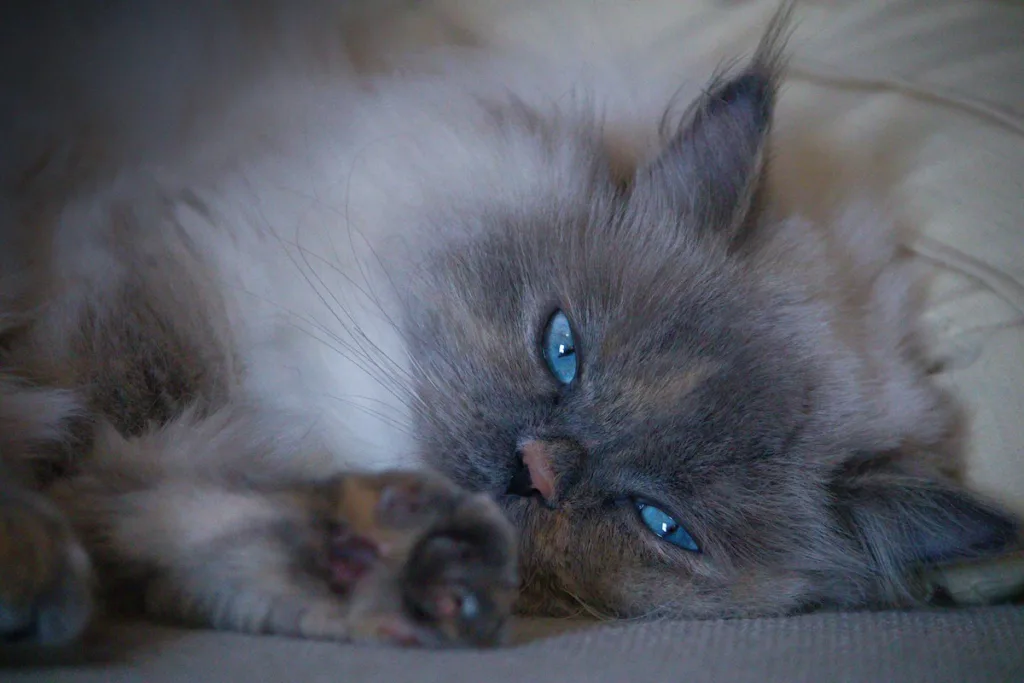 photo : Is the russian blue right for me?