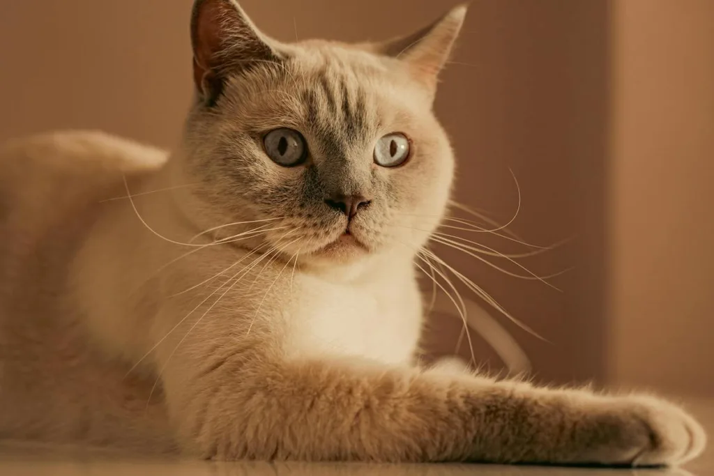 photo : Is the british shorthair right for me? Checklist