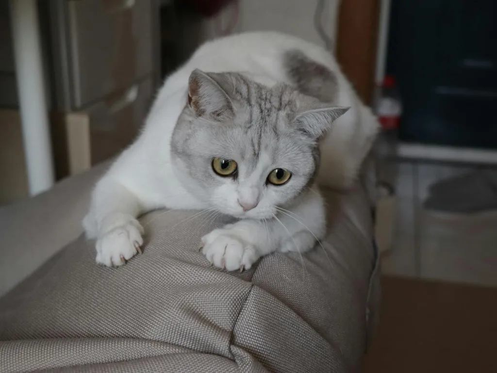 photo : Le british shorthair est-il fait pour moi ?