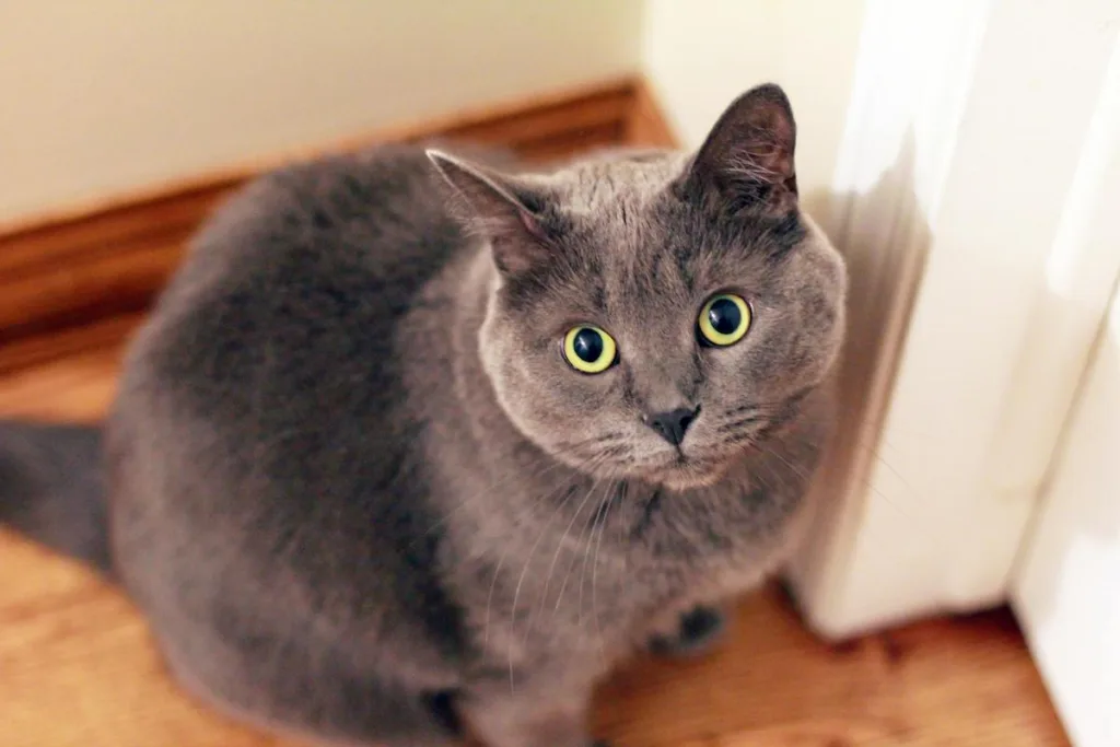 photo : Is the british shorthair right for me?