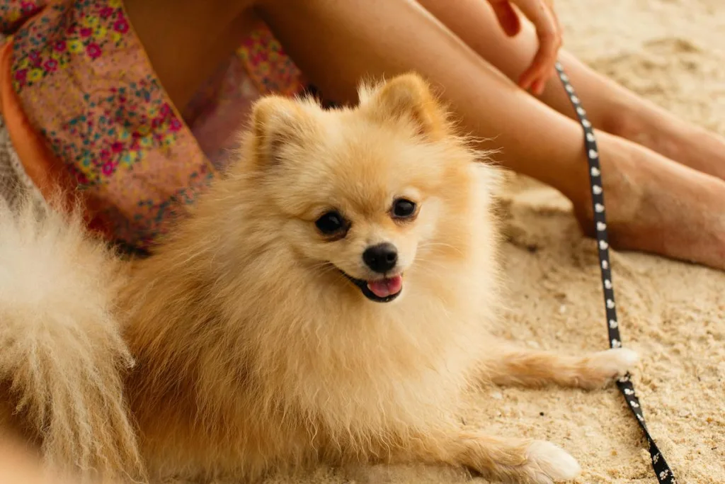 photo : Is the Pomeranian Spitz Right for Me? Your Honest FAQ Guide