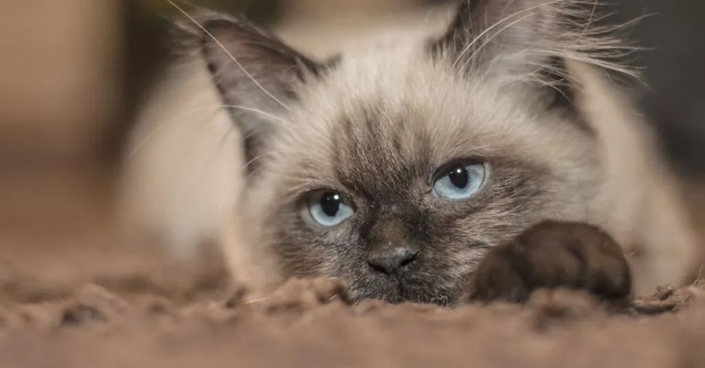 Cold Siamese Cat? Your Quick-Intervention Guide to Warming Them Up Safely