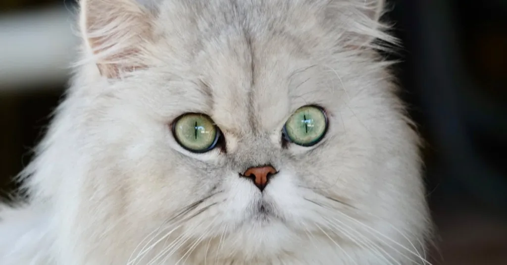 persan chaton - froid chaton