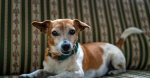 jack russell chien - froid