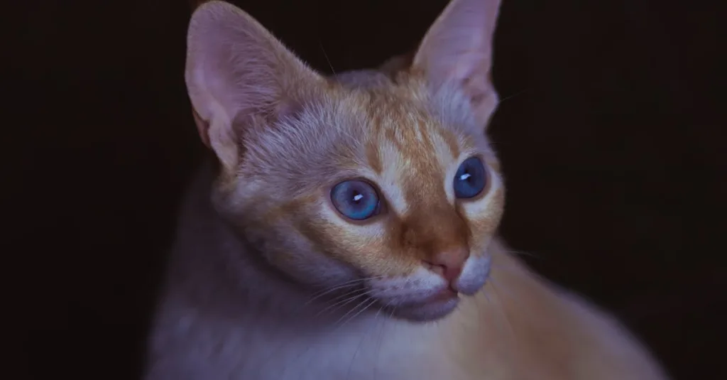 Emergency Care for a Cold Abyssinian Kitten: Vital Warming Tips & Solutions