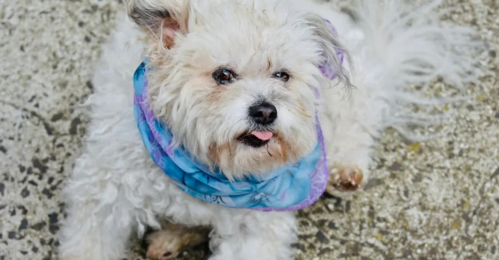 photo : 5 Ways Your Maltese is Telling You They're Cold (And How to Warm Them Up)