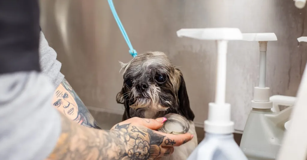 shih tzu chien - articulations